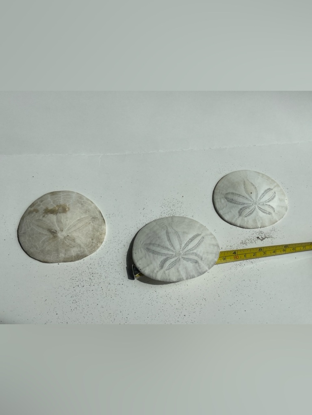 Natural White Sand Dollar Decorative Set of 3